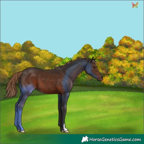Horse Color:Liver Chestnut 