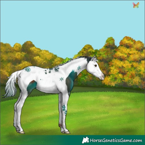 Horse Color:Liver Chestnut Splash Tobiano 
