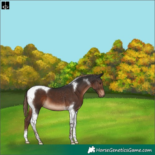 Horse Color:Liver Chestnut Tobiano 