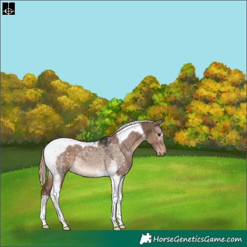 Horse Color:Liver Red Dun Tobiano 