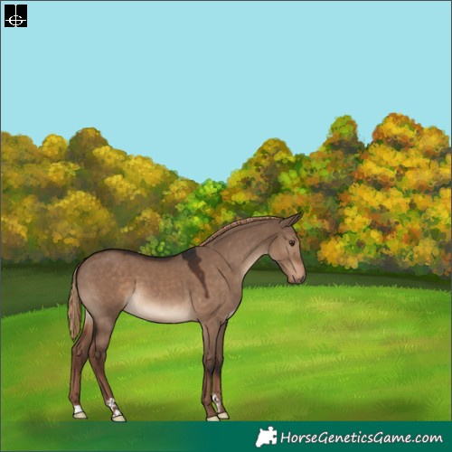 Horse Color:Liver Red Dun 
