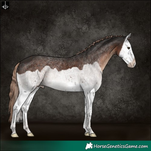 Horse Color:Liver Chestnut Splash 