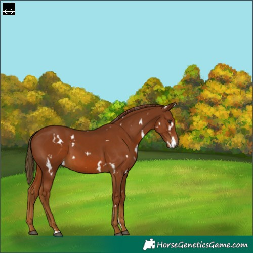 Horse Color:White Spotted Chestnut 
