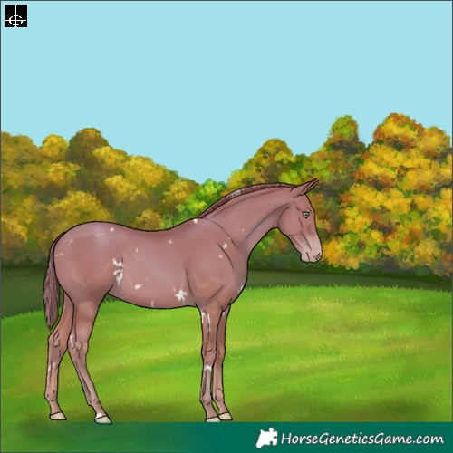 Horse Color:White Spotted Gold Champagne 