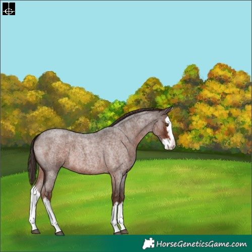 Horse Color:Liver Red Roan Splash 