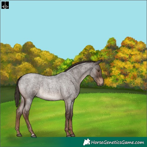 Horse Color:Liver Red Roan 