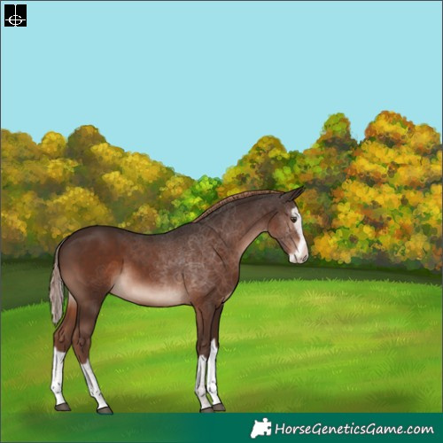 Horse Color:Liver Chestnut Splash 