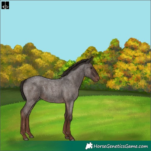 Horse Color:Liver Red Roan 