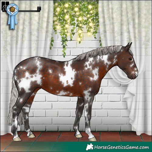 Horse Color:White Spotted Silver Brown 