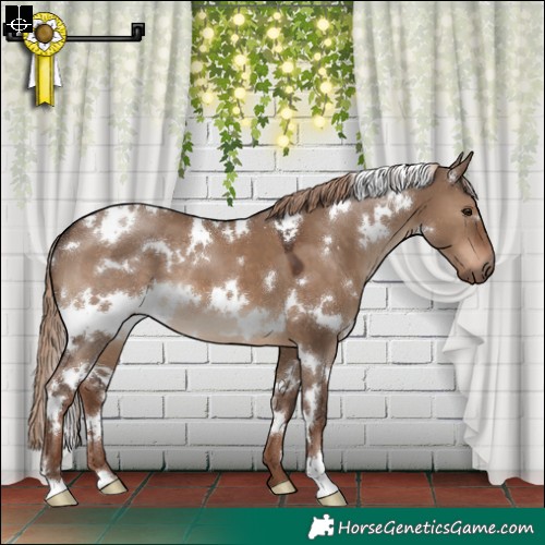 Horse Color:White Spotted Liver Red Dun 