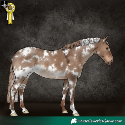 Horse Color:White Spotted Liver Red Dun 