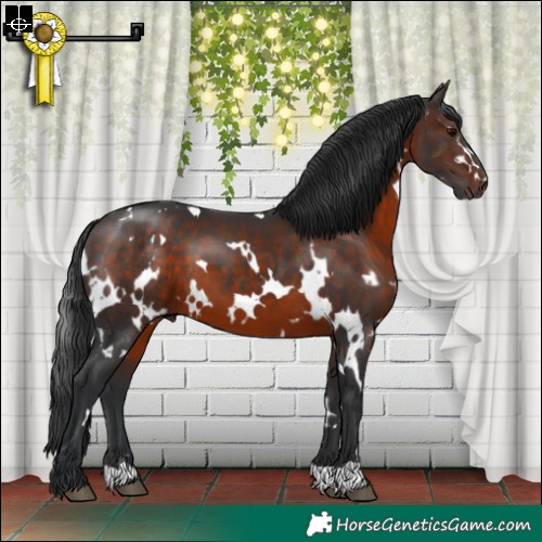 Horse Color:White Spotted Brown 