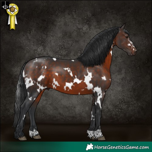 Horse Color:White Spotted Brown 