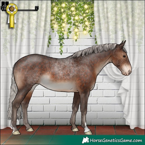 Horse Color:Silver Brown Appaloosa 