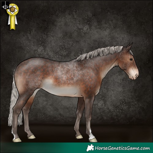 Horse Color:Silver Brown Appaloosa 