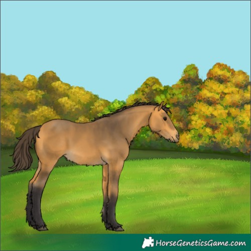 Horse Color:Buckskin Rabicano