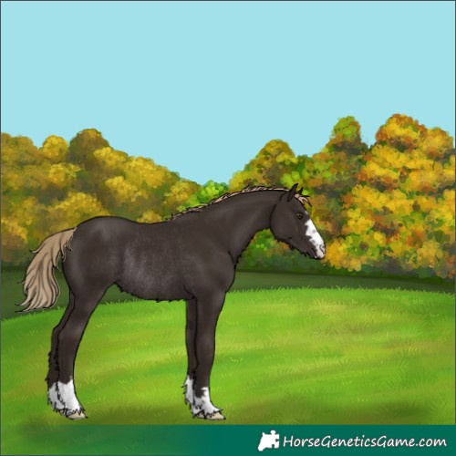 Horse Color:Liver Chestnut Rabicano 
