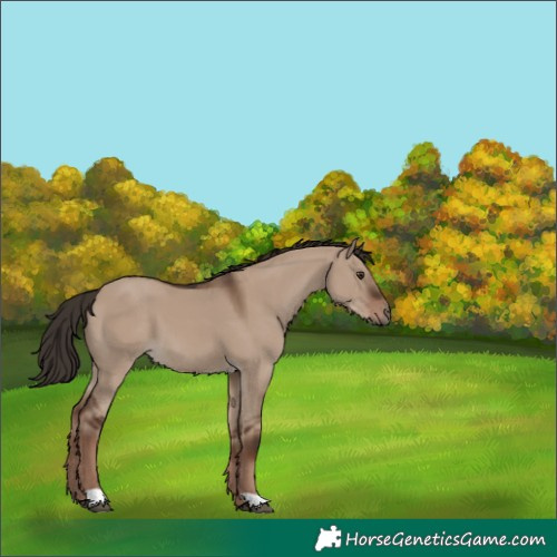Horse Color:Liver Red Dun