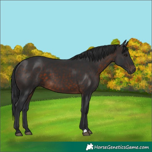 Horse Color:Brown 