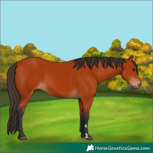 Horse Color:Bay 