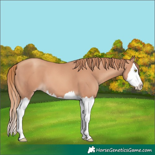 Horse Color:Gold Champagne Splash