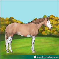 Horse Color:Gold Champagne Splash 