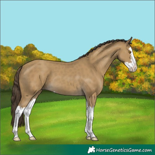 Horse Color:Classic Cream Champagne Splash 