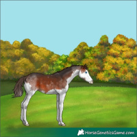 Horse Color:White Spotted Brown Splash Appaloosa 