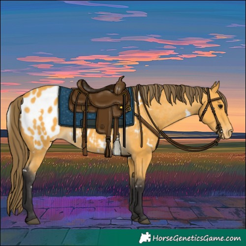 Horse Color:White Spotted Buckskin Appaloosa 