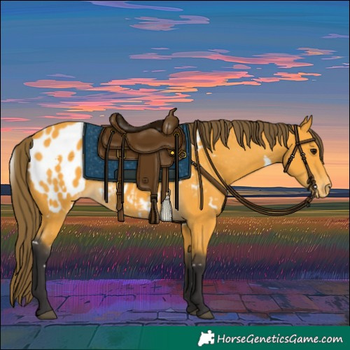 Horse Color:White Spotted Buckskin Appaloosa 