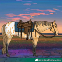 Horse Color:White Spotted Buckskin Appaloosa 