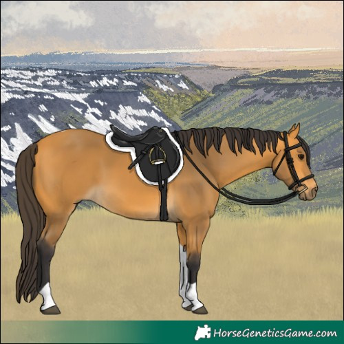 Horse Color:Buckskin Tobiano 