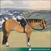 Horse Color:Buckskin Tobiano
