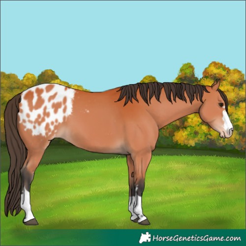 Horse Color:Bay Appaloosa 