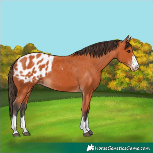 Horse Color:Bay Appaloosa 