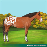 Horse Color:Bay Blanket 