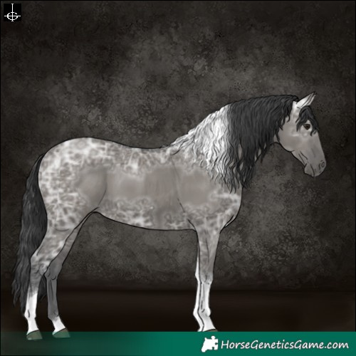 Horse Color:Grullo Ice Tobiano 