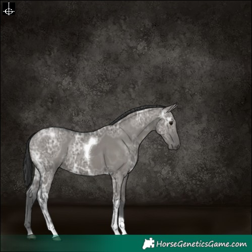 Horse Color:Grullo Ice Tobiano 