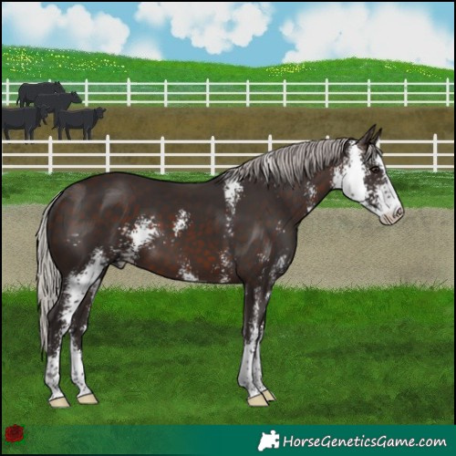 Horse Color:Silver Brown Sabino 