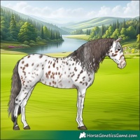 Horse Color:Bay Appaloosa  and White Spotted Bay Appaloosa 