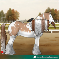Horse Color:White Spotted Red Dun Splash 