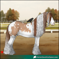 Horse Color:White Spotted Red Dun Splash 