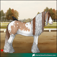 Horse Color:White Spotted Red Dun Splash 