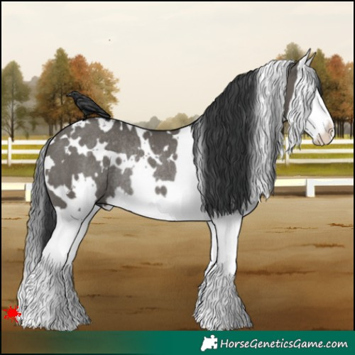 Horse Color:White Spotted Grullo Splash Rabicano 