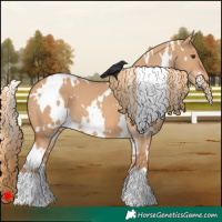Horse Color:White Spotted Red Dun