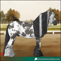 Horse Color:White Spotted Grullo 