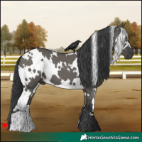 Horse Color:White Spotted Grullo 