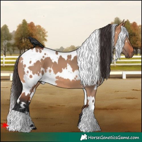 Horse Color:White Spotted Bay Dun 