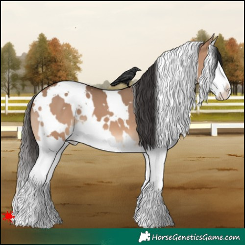 Horse Color:White Spotted Bay Dun Splash