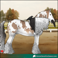 Horse Color:White Spotted Bay Dun Splash 